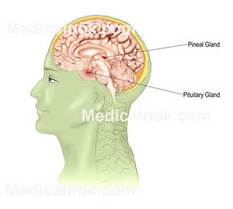 gland pineal endocrine system body anatomy human pituitary organs physiology biology4isc medicalook weebly